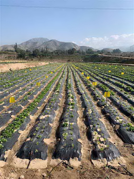 超大 超大現(xiàn)代農(nóng)業(yè) 超大現(xiàn)代農(nóng)業(yè)集團(tuán) 超大 超大現(xiàn)代農(nóng)業(yè) 超大現(xiàn)代農(nóng)業(yè)集團(tuán)